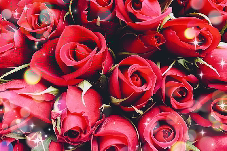 バレンタイン：薔薇