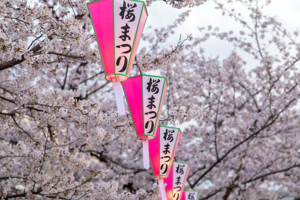 樱花祭