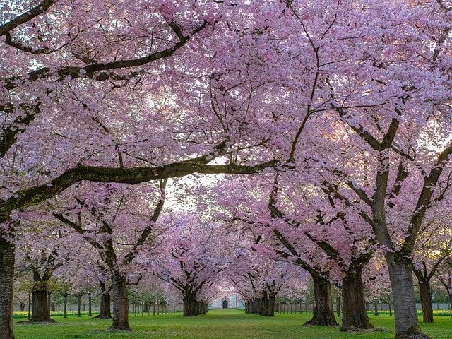 花見の歴史と日本文化 外国人も大好きな桜と人気スポット 英語例文 モテナス日本