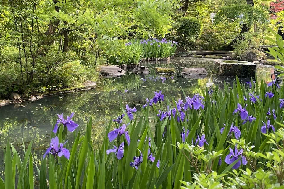 Iris Pond at the Nezu Museum