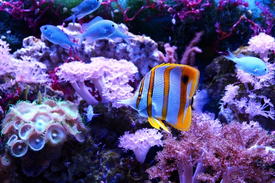 aquarium