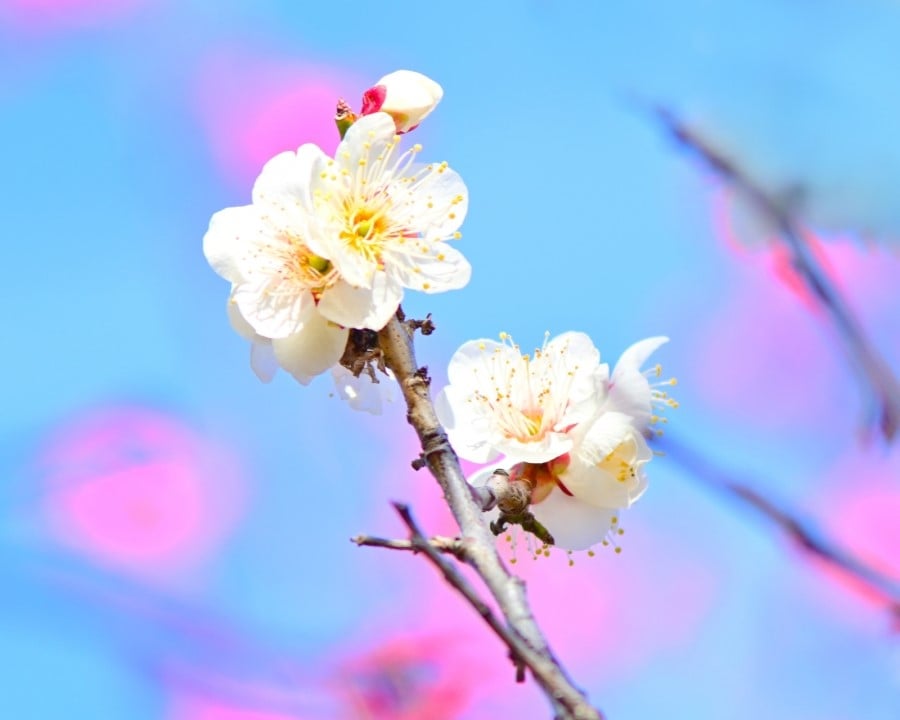 令和時代～｜現代における津軽三味線とは