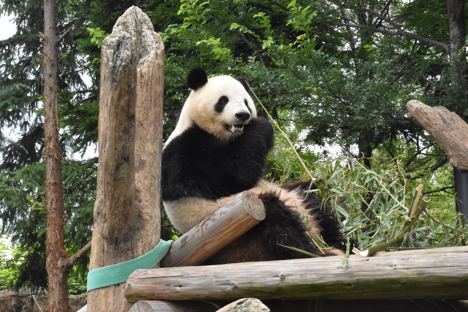 Ueno Zoo