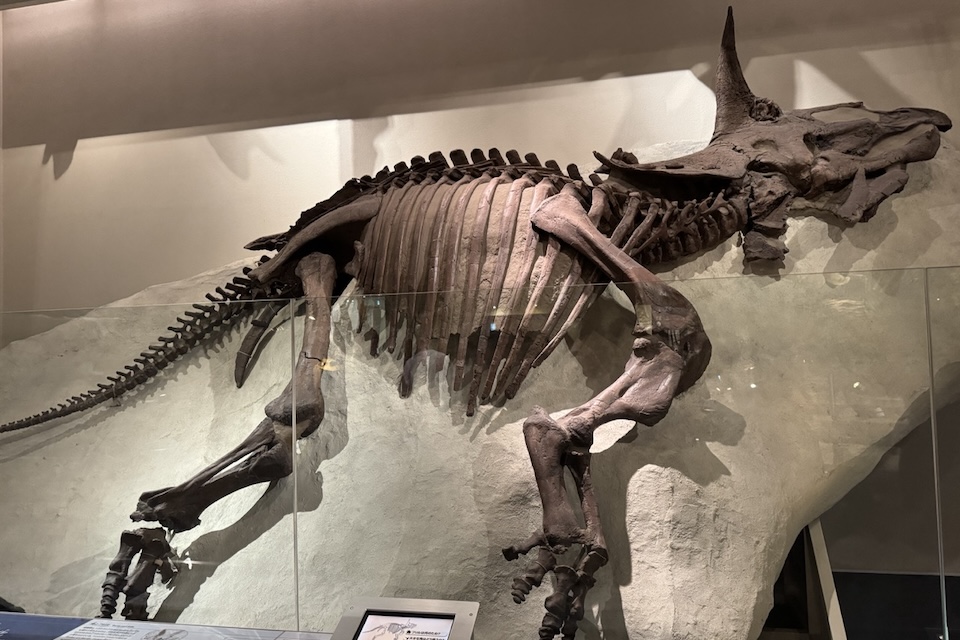 National Museum of Nature and Science
