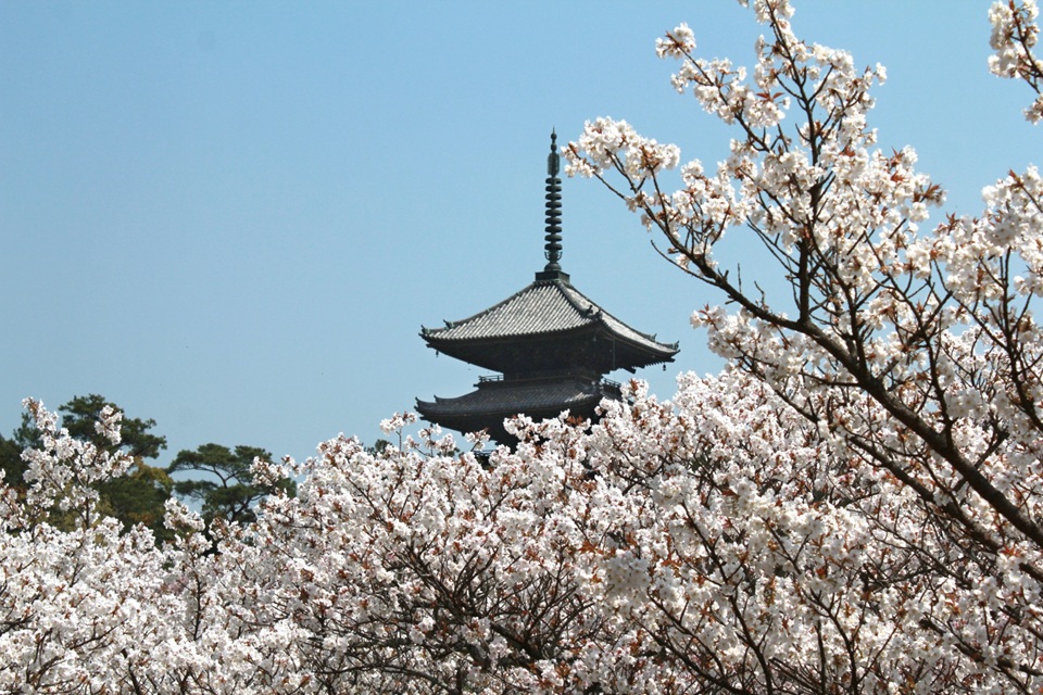 Kyoto Sakura Season Japan: Timeless Cultural Landscapes
