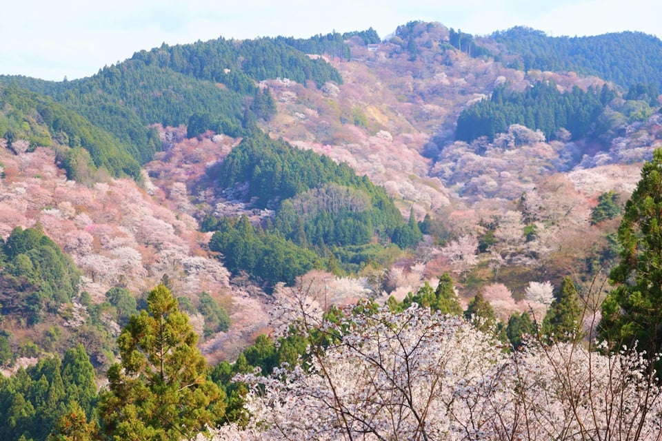Yoshino (Nara): A Layered Sakura Landscape Shaped by History and Tradition