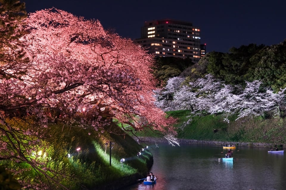千鳥ヶ淵（東京）｜夜桜ボートとウェルカムディナー