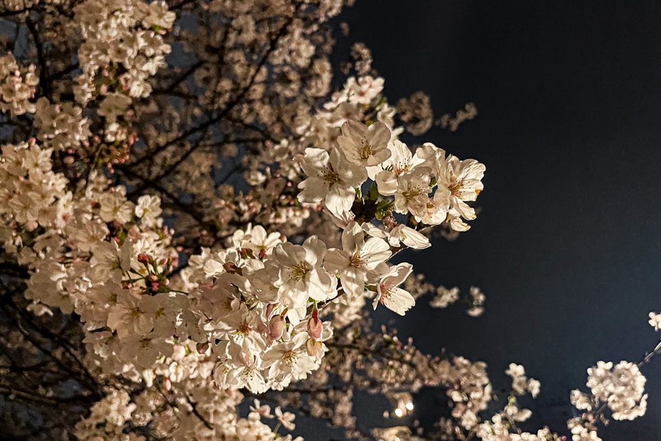 Design Your Ideal Cherry Blossom Japan Season Experience