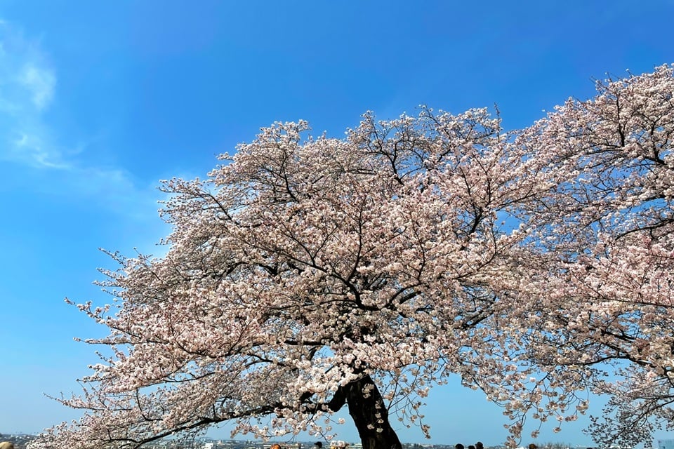 桜の下で楽しむ、日本各地の花見体験スポット