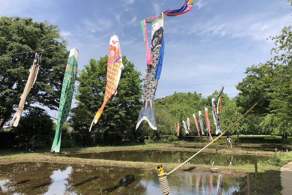 田んぼにかかるこいのぼり