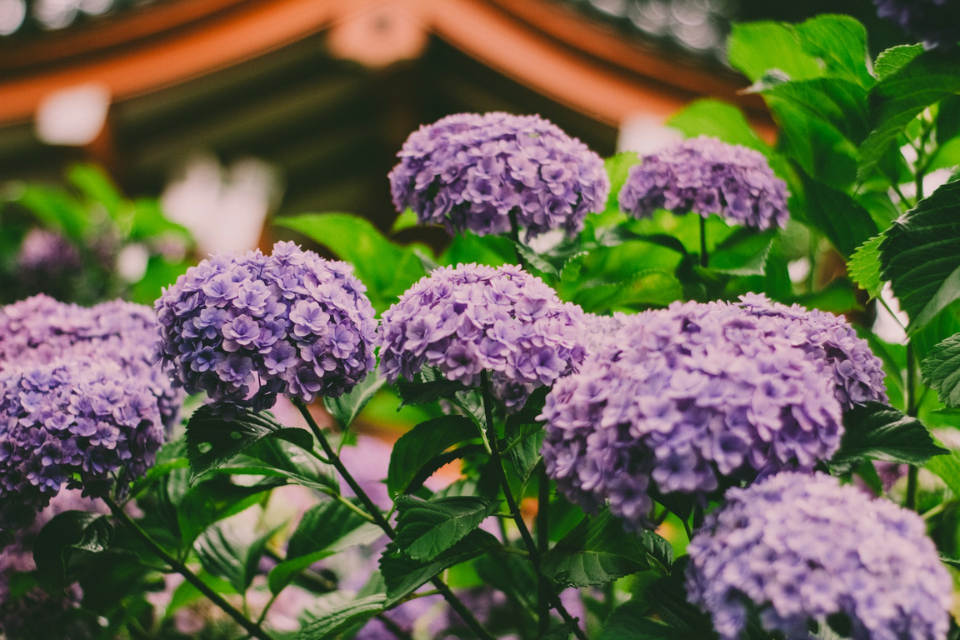 绣球花