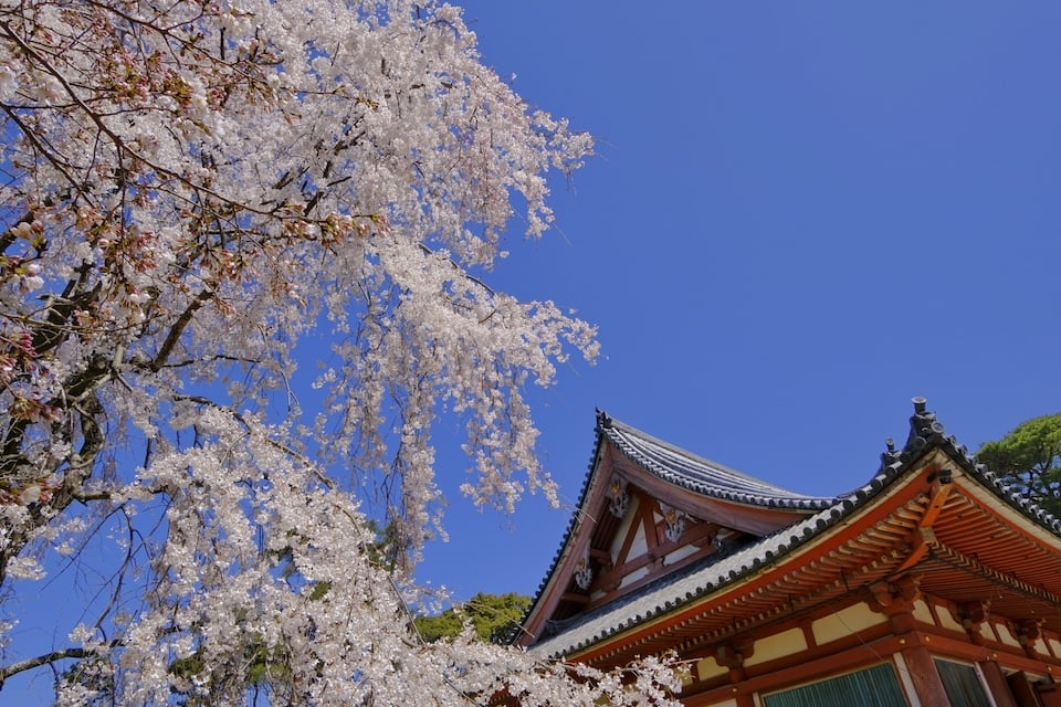 Weeping cherry blossoms in front of a traditional temple roof in Kyoto.