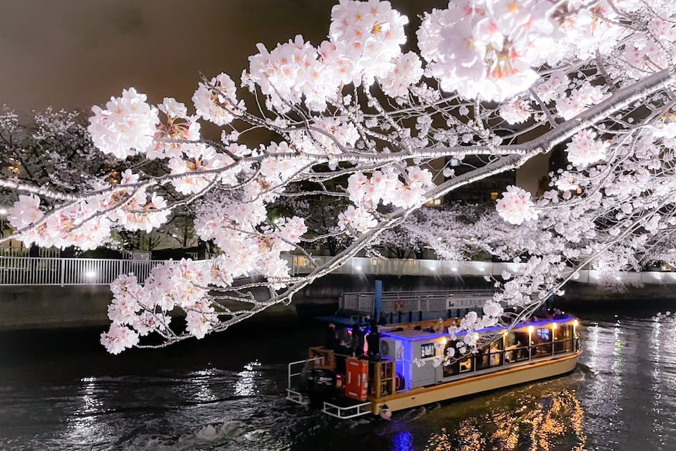 A Tokyo houseboat cruising at night under illuminated cherry blossoms.