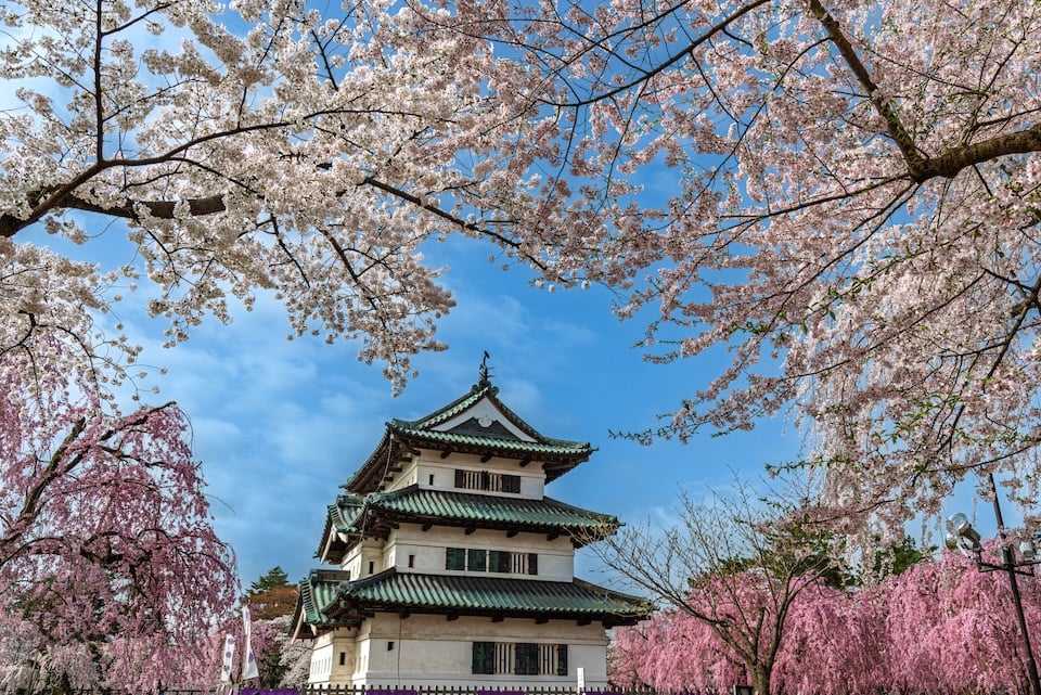 Hirosaki Castle surrounded by various cherry blossom trees in full bloom.
