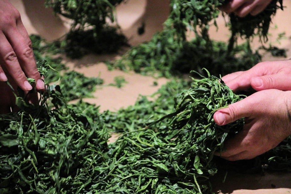新茶の手揉み風景