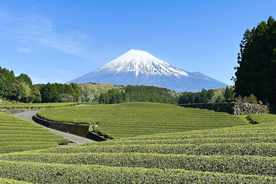 富士山を望む、静岡の茶畑