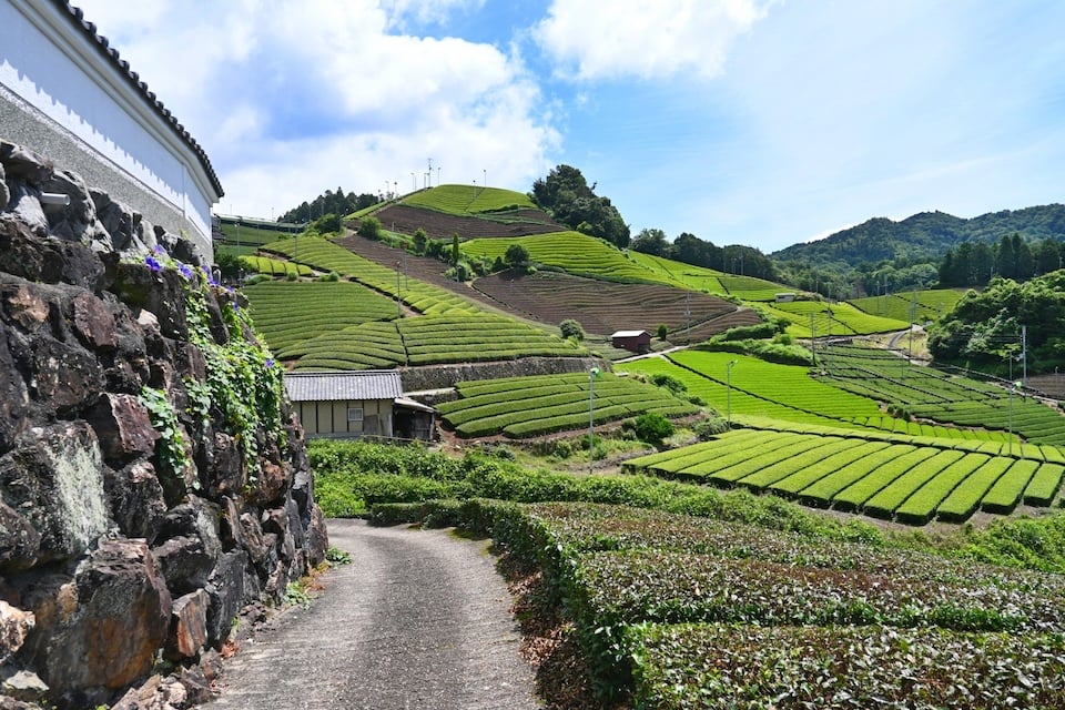 Uji tea plantation