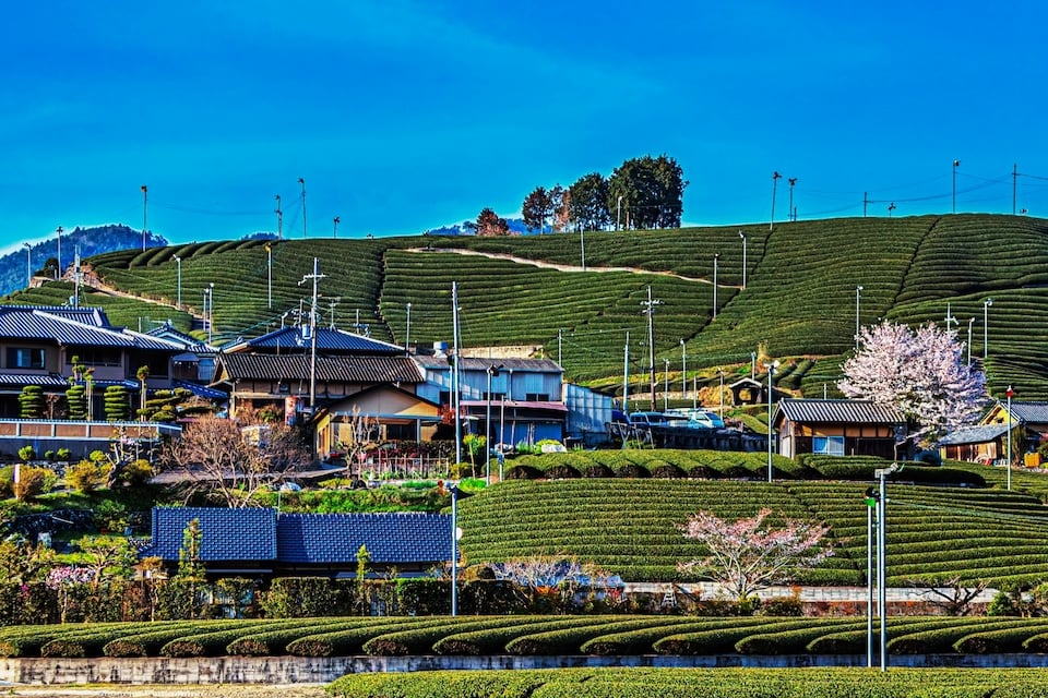 京都の茶畑